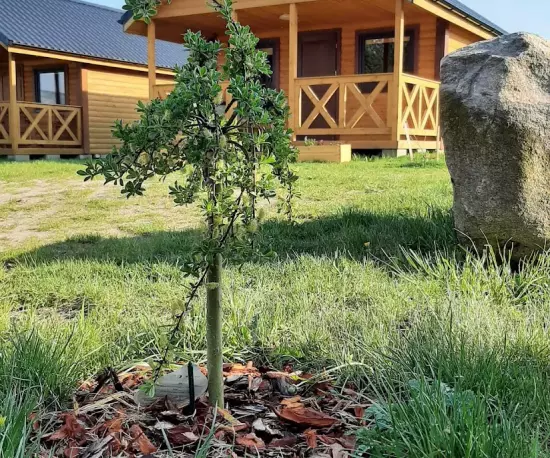 Drewniane domki w Łupawie