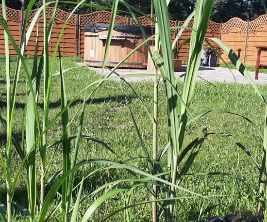 Domki w otoczeniu przyrody